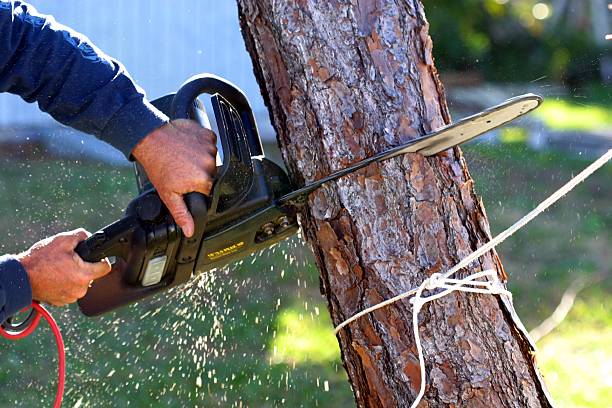 Best Tree Cabling and Bracing  in Maiden, NC